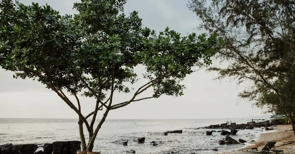 Blog carnet de voyage afrique du sud