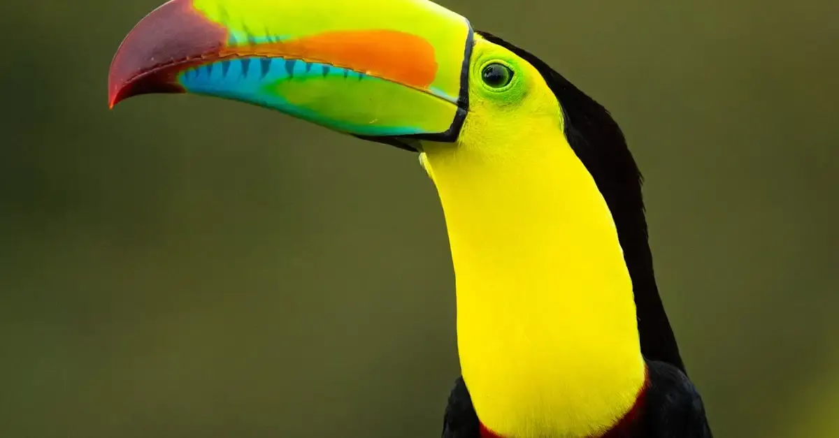 Carnet de voyage costa rica